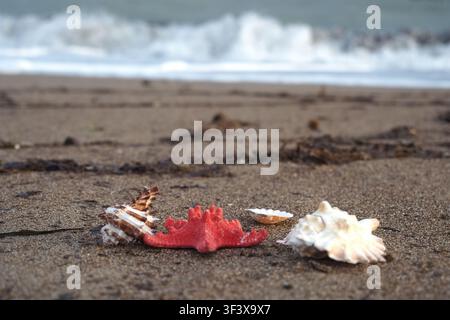 Shells on the beach near the waves during sunset Stock Photo