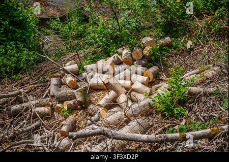 Freshly cut wooden logs and tree branches piled on the ground in a forest clearing. Stock Photo