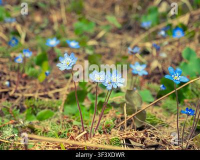 Tammela, Finland - 19.04.2019: Macro view of small blue hepatica flowers emerging from brown leaf litter in a Finnish forest Stock Photo