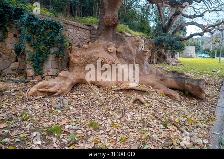 Large tree roots are visible on the surface of the ground. Barcelona Stock Photo