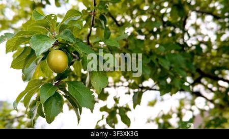 Green plum hanging from a branch surrounded by lush green leaves in a natural outdoor setting with soft sunlight filtering through the foliage Stock Photo