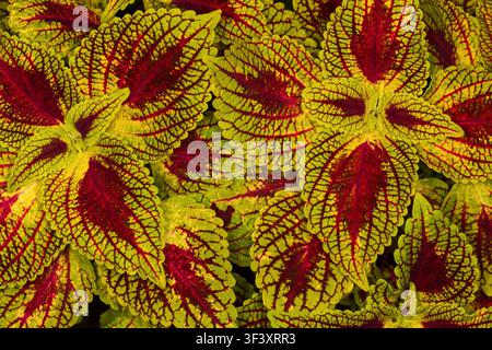 Abstract floral background of bright multicolored coleus leaves Stock Photo