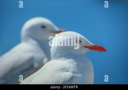 Two seagulls against a vivid blue sky, one sharply focused with striking red beak, the other blurred in distance Stock Photo