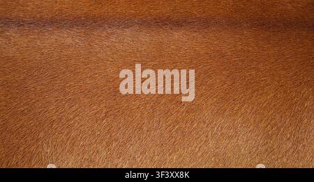 Natural brown animal hair texture for abstract background. Stock Photo