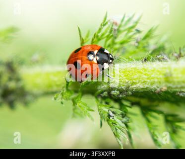 Ladybird on a plant Stock Photo