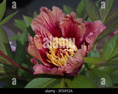 Peony Court Jester Stock Photo