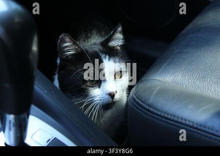 A small black and white cat is peeking out from between the seats of a car. Sunlight shines through the window, highlighting its curious expression. Stock Photo