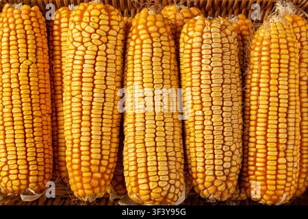 Dried yellow corn cobs arranged in a woven basket Stock Photo