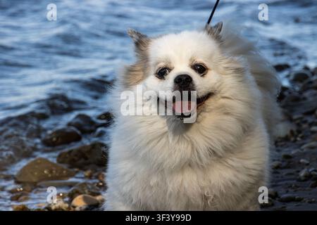 Small white fluffy mixed breed dog on right of pebble shore, looking at camera with open mouth smile Stock Photo
