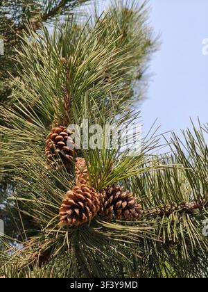 Rich brown Coulter pine cones nestle among long, silvery green needles, revealing nature s rugged beauty and intricate textures Stock Photo