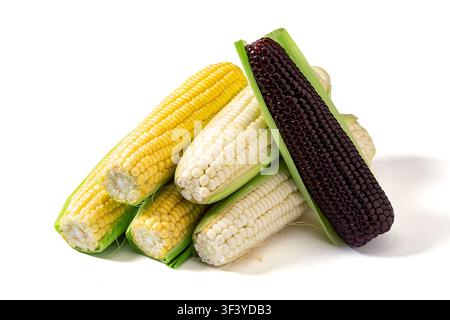 Yellow sweet corn and black waxy corn cobs isolated on white background Stock Photo