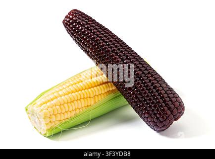 Yellow sweet corn and black waxy corn cobs isolated on white background Stock Photo