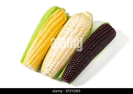 Yellow sweet corn and black waxy corn cobs isolated on white background Stock Photo