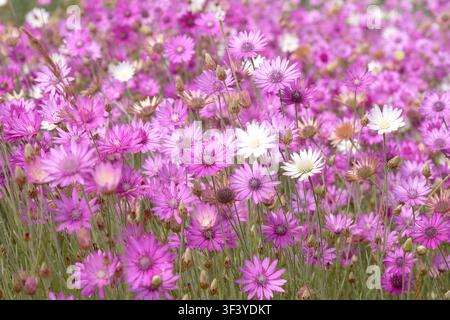 Purple and lilac Xeranthemum annuum Mixed, Paper Flower or everlasting, in flower. Stock Photo