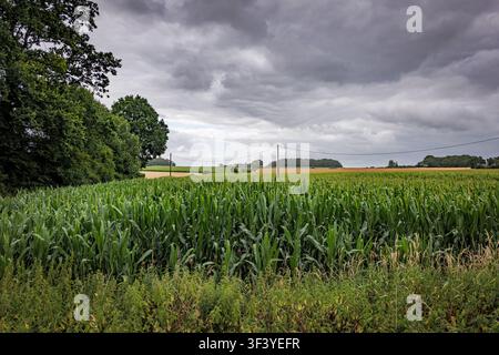 Green corn field and distant farm under a stormy sky in Germany Stock Photo