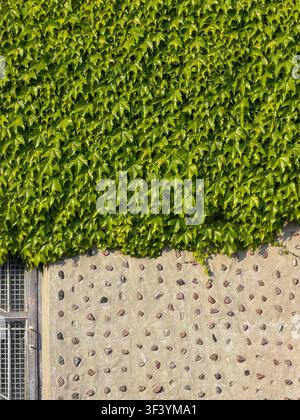 Green ivy leaves covering textured stone wall with embedded pebbles and rustic wooden window in natural sunlight Stock Photo