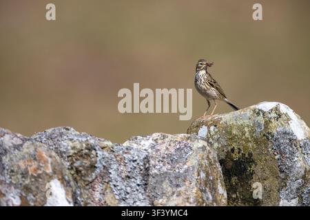 Meadow Pipit, Anthus pratensis, with insects in beak, on top of a dry stone wall. Dumfries and Galloway, Scotland, UK. 2026 Stock Photo