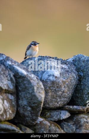 Whinchat, Saxicola rubetra, perched on top of a dry stone wall. Dumfries and Galloway, Scotland, UK. 2026. Stock Photo