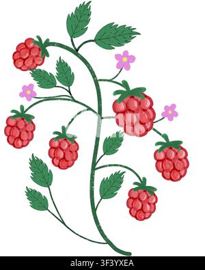 A hand-illustrated raspberry vine featuring clusters of ripe red raspberries, serrated green leaves, and small pink blossoms on a white background. Stock Photo
