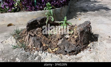Old Tree Stump with New Green Shoots Growing Through Decayed Wood, Nature Regeneration, Environmental Recovery and Life After Deforestation Concept Stock Photo
