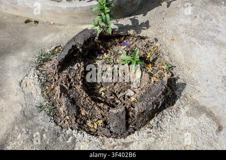 Old Tree Stump with New Green Shoots Growing Through Decayed Wood, Nature Regeneration, Environmental Recovery and Life After Deforestation Concept Stock Photo
