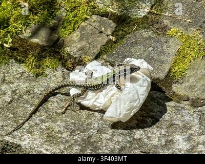 Common wall lizard (Podarcis muralis) basking on sunlit rocks in Zurich, Switzerland. Stock Photo