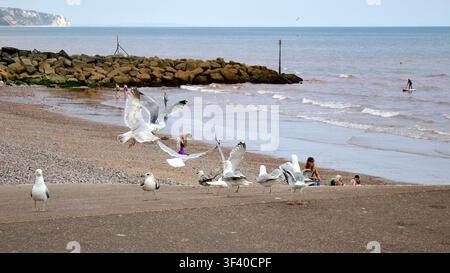 Shot of a flock of seagulls scattering over Sidmouth beach with the English Channel and cliffs in the background. Stock Photo