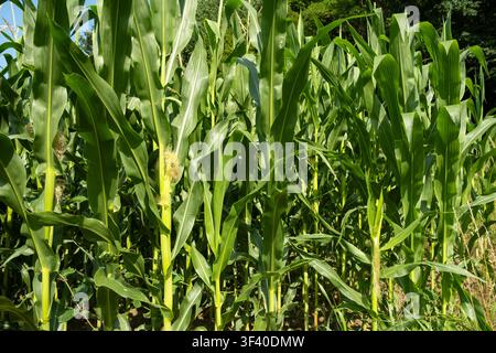 Close-up of green corn field with young corn cobs and silk growing in summer. Stock Photo