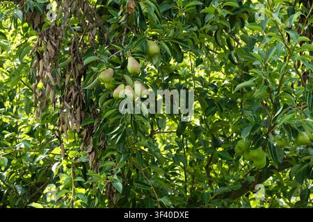 Green unripe pears growing abundantly on tree branches in a sunny orchard. Stock Photo
