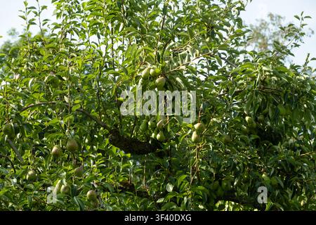 Green unripe pears growing abundantly on tree branches in a sunny orchard. Stock Photo