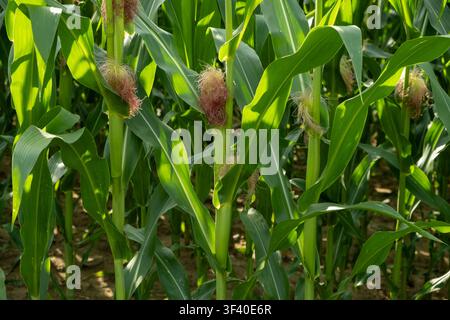 Young corn cobs growing on green stalks in an agricultural farm field. Stock Photo