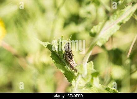 Common Field Grasshopper (Chorthippus brunneus) resting on foliage on Chobham Common, Surrey Stock Photo