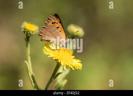Small Copper (Lycaena phlaeas) feeding on Fleabane on Chobham Common, Surrey Stock Photo