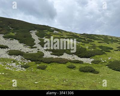 Mountain landscape with stones and green grass in summer Stock Photo