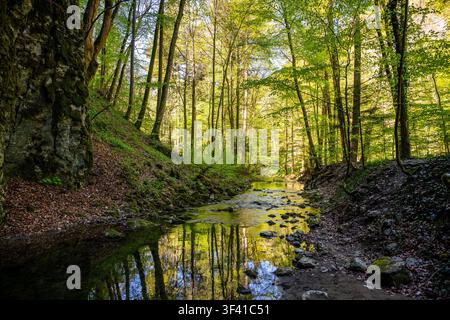 A creek runs through a forest. The water is clear and reflects the surrounding trees. Sunlight filters through the leaves. The landscape shows rocks along the water's edge. Stock Photo