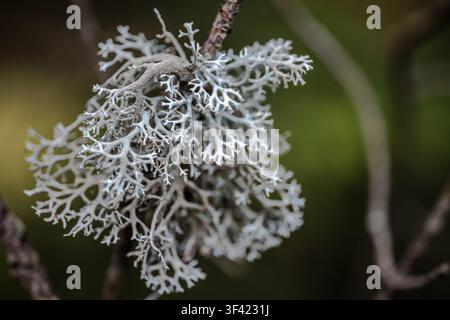 Fruticose lichen with intricate branches forming textured patterns on a tree branch Stock Photo