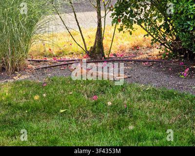 Wild Cottontail Rabbit Resting in a Sunny Garden with Green Grass and Fallen Rose Petals Stock Photo