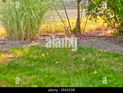 Wild Cottontail Rabbit Sitting Alert in a Backyard Garden with Lush Green Lawn Stock Photo