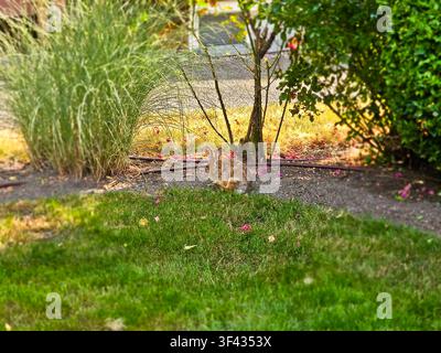 Wild Cottontail Rabbit Sitting Alert in a Backyard Garden with Lush Green Lawn Stock Photo