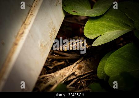 Close-up of a young monitor lizard hiding among green leaves in a tropical habitat showcasing natural camouflage and wildlife behavior Stock Photo