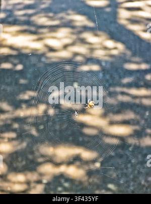 Small Orb-Weaver Spider Resting on an Intricate Web in Natural Sunlight Stock Photo
