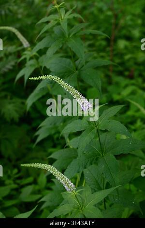 Culver's physic ( Veronicastrum japonicum ) flowers. Plantaginaceae endemic to Japan. It produces pale purple flowers in racemes during the summer. Stock Photo