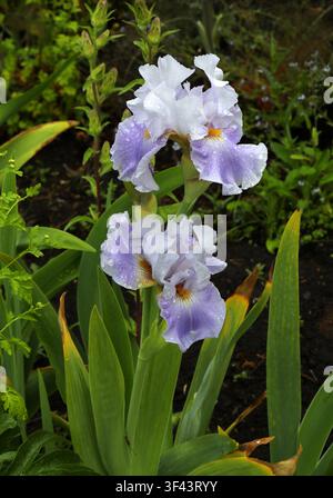 Tall Bearded Iris, Iris germanica "Wake Water", Iridaceae. Scotland, UK. Stock Photo