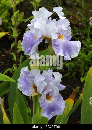 Tall Bearded Iris, Iris germanica "Wake Water", Iridaceae. Scotland, UK. Stock Photo