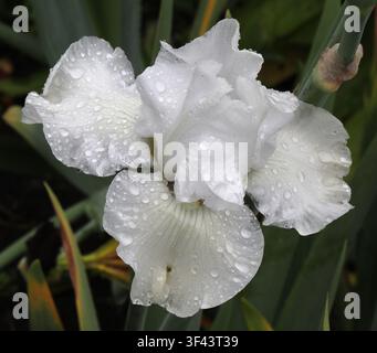 White Tall Bearded Iris, Iris germanica alba 'Immortality', Iridaceae. Scotland, UK.  Iris germanica alba is a classic white-flowered bearded iris. Stock Photo