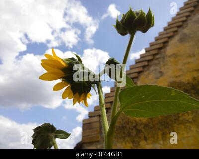 Sunflowers opening against a blue sky with white clouds next to a rustic tiled roof, low angle view. Stock Photo