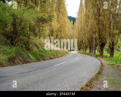 Road, car background, automotive backplate, country road lined with poplar trees Stock Photo