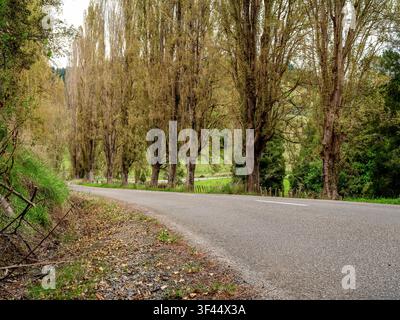 Road, car background, automotive backplate, country road lined with poplar trees Stock Photo