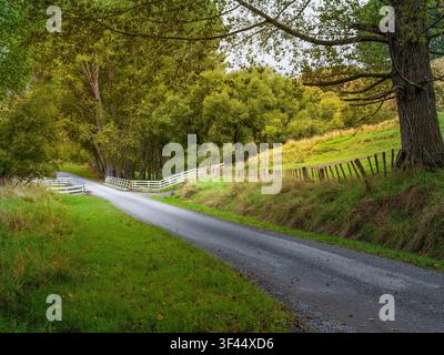 Road, car background, automotive backplate, tranquil country road lined with trees Stock Photo
