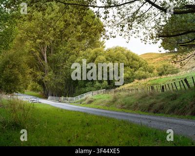 Road, car background, automotive backplate, tranquil country road lined with trees Stock Photo